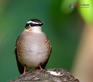 Asian Stubtail - Urosphena squameiceps