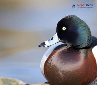 Baer's Pochard_Aythya baeri