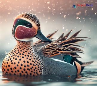 Baikal teal_Sibirionetta formosa