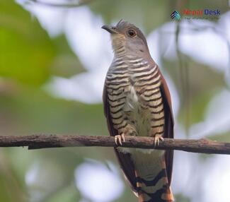 Banded Bay Cuckoo - Cacomantis sonneratii