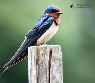 Barn Swallow_Hirundo rustica