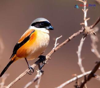 Bay-backed Shrike_Lanius vittatus