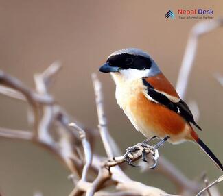 Bay-backed Shrike_Lanius vittatus