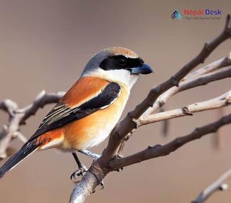 Bay-backed Shrike_Lanius vittatus