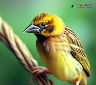 Baya Weaver_Ploceus philippinus