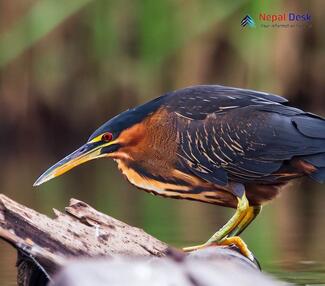 Black Bittern_Ixobrychus flavicollis