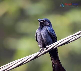 Black Drongo_Dicrurus macrocercus