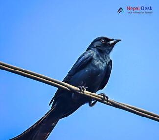 Black Drongo_Dicrurus macrocercus