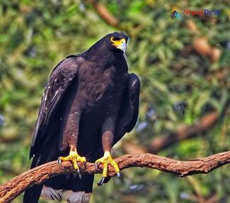 Black Eagle_Ictinaetus malaiensis perniger