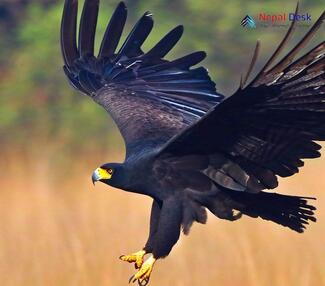 Black Eagle_Ictinaetus malaiensis perniger