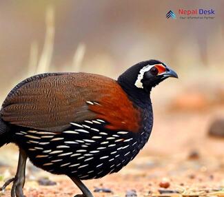 Black Francolin_Francolinus francolinus