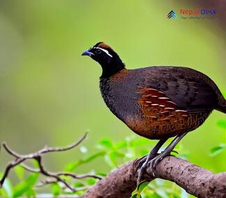 Black Francolin_Francolinus francolinus