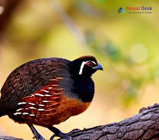 Black Francolin_Francolinus francolinus