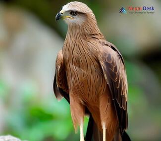 Black Kite - Milvus migrans lineatus