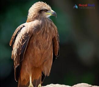 Black Kite - Milvus migrans lineatus