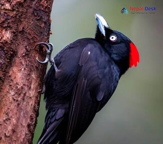 Black Woodpecker_Dryocopus martius