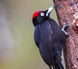 Black Woodpecker_Dryocopus martius