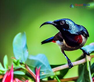 Black-Breasted Sunbird_Aethopyga saturata