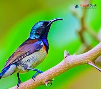 Black-Breasted Sunbird_Aethopyga saturata