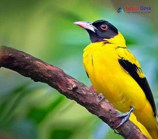 Black-Hooded Oriole_Oriolus xanthornus