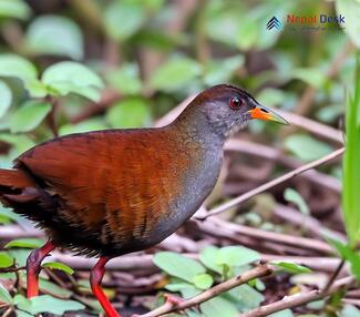 Black-Tailed Crake_Zapornia bicolor