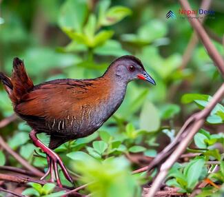 Black-Tailed Crake_Zapornia bicolor