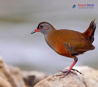 Black-Tailed Crake_Zapornia bicolor