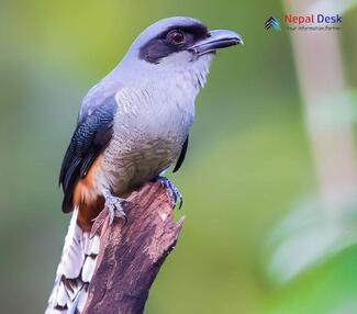 Black-Winged Cuckooshrike_Lalage melaschistos