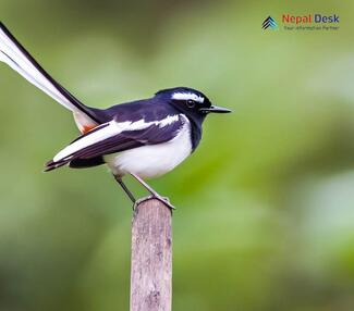 Black-backed Forktail_Enicurus immaculatus