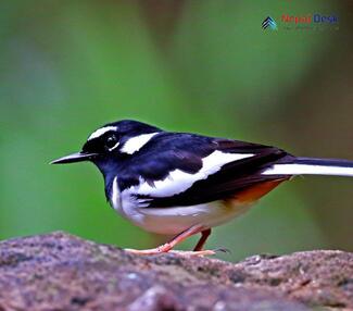 Black-backed Forktail_Enicurus immaculatus