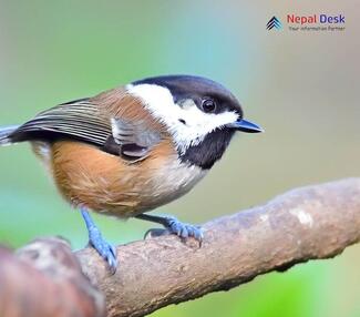 Black-bibbed Tit_Parus hypermelaenus