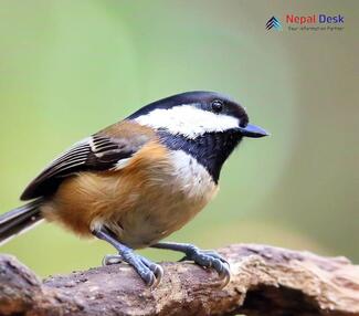 Black-bibbed Tit_Parus hypermelaenus