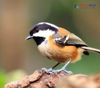 Black-bibbed Tit_Parus hypermelaenus