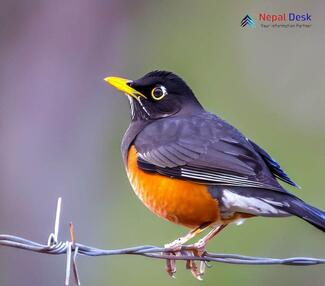 Black-breasted Thrush_Turdus dissimilis