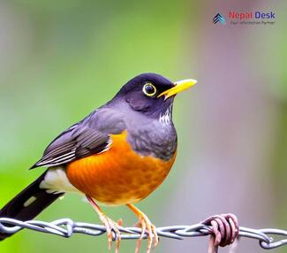 Black-breasted Thrush_Turdus dissimilis