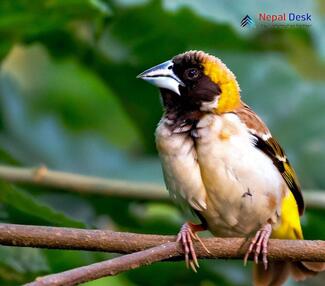 Black-breasted Weaver_Ploceus benghalensis