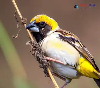 Black-breasted Weaver_Ploceus benghalensis