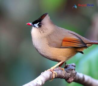 Black-chinned Yuhina_Yuhina nigrimenta