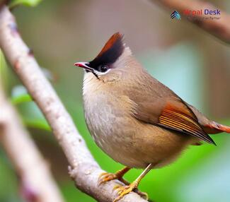 Black-chinned Yuhina_Yuhina nigrimenta