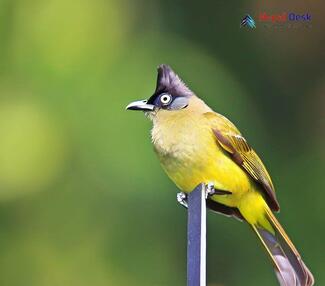 Black-crested Bulbul_Pycnonotus melanicterus