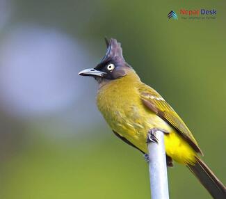 Black-crested Bulbul_Pycnonotus melanicterus