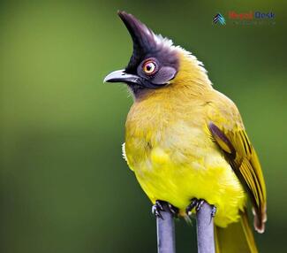 Black-crested Bulbul_Pycnonotus melanicterus