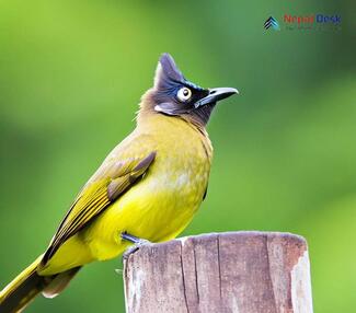 Black-crested Bulbul_Pycnonotus melanicterus