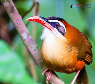 Black-crowned Scimitar-Babbler_Pomatorhinus ferruginosus