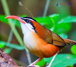 Black-crowned Scimitar-Babbler_Pomatorhinus ferruginosus