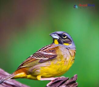 Black-faced Bunting_Emberiza spodocephala