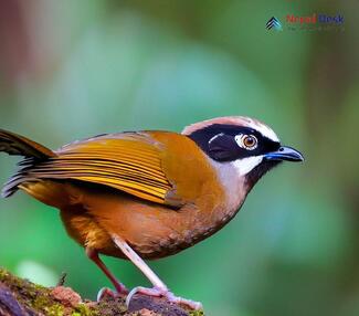 Black-faced Laughingthrush_Trochalopteron affine