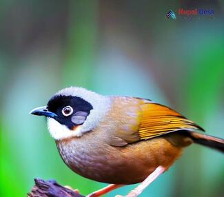 Black-faced Laughingthrush - Trochalopteron affine