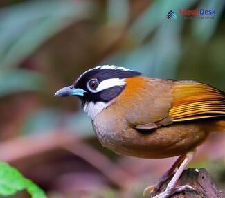 Black-faced Laughingthrush_Trochalopteron affine