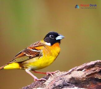 Black-headed Bunting_Emberiza melanocephala